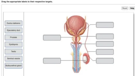 Drag the Appropriate Labels to Their Respective Targets. Resethelp