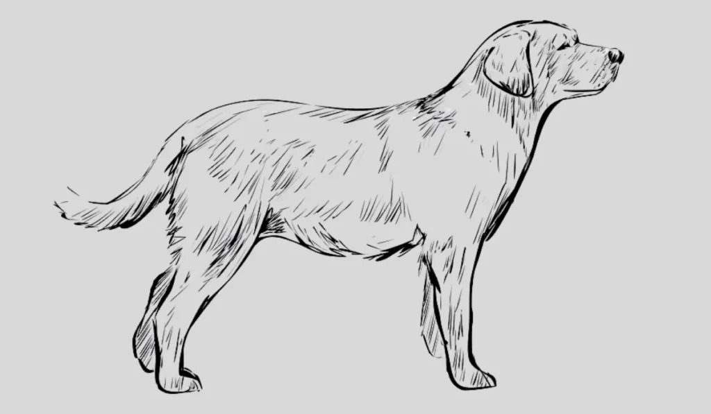 Drawing:k1g 5p4= Dog